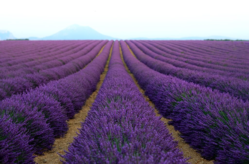 Lilac lavender field, summer landscape near Valensole in Provence, France, best places to visit in france