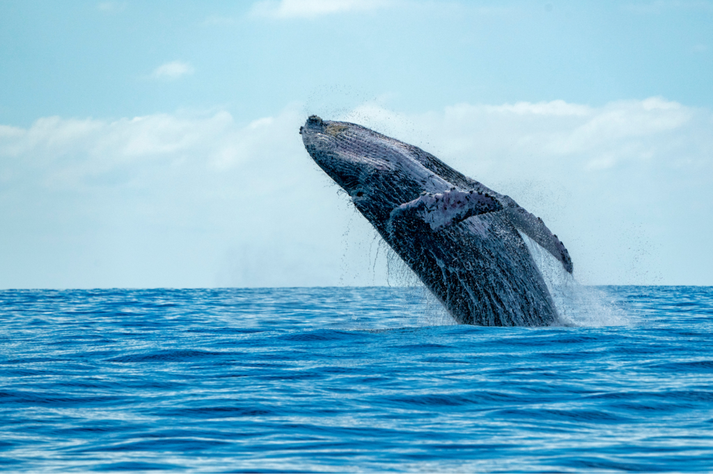 whale watching, dominica