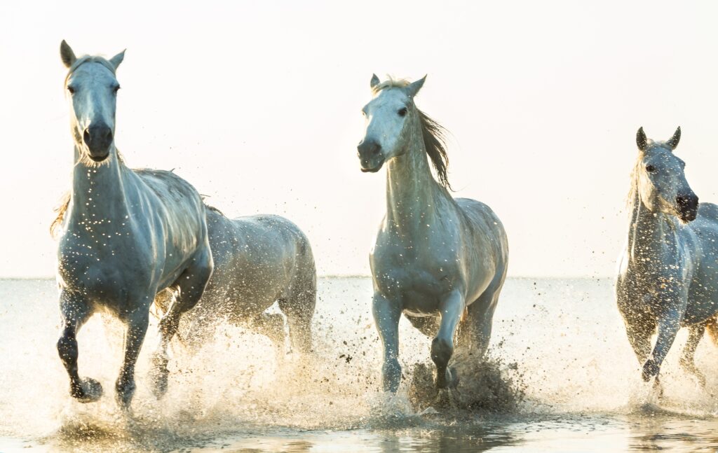 White horses running through water, The Camargue, France, best places to visit in France