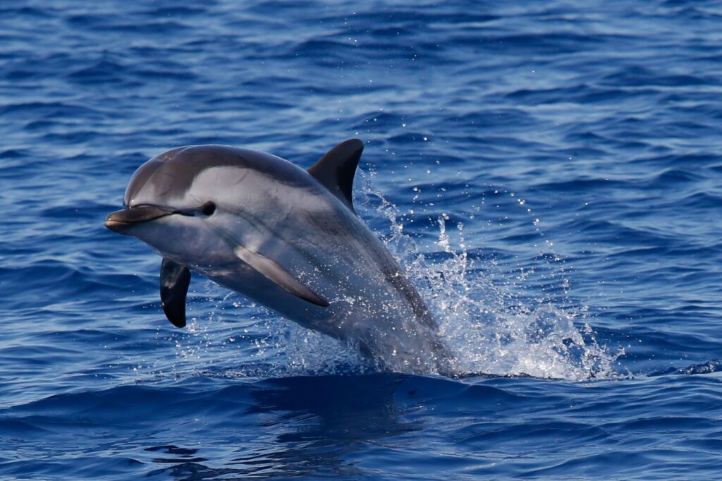 Dolphin in Destin, Florida on sunset cruise.