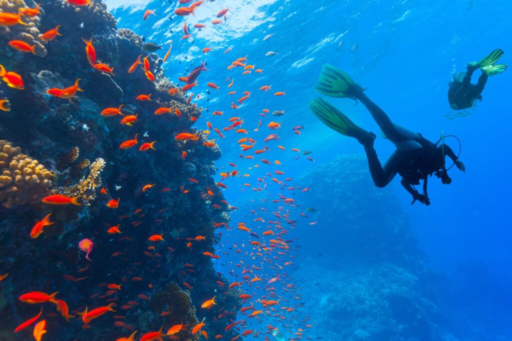 Scuba divers. The best time to visit the Maldives for scuba diving is during January to March.