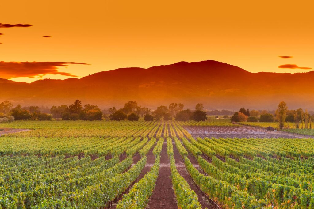 Vineyards in Napa Valley, CA