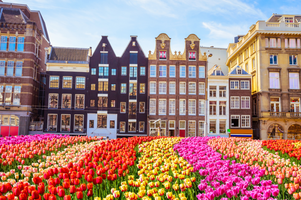 Old buildings and beautiful rows of tulips in Amsterdam, Netherlands. Amsterdam is one of the most vegan-friendly cities in the world.