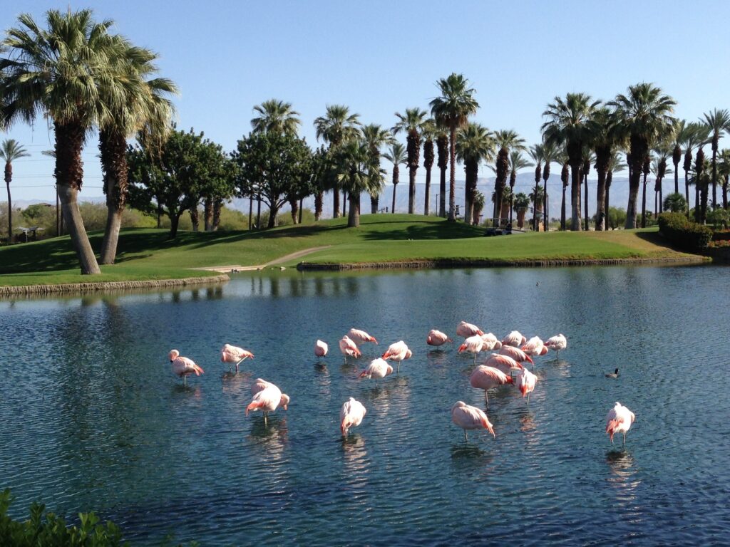 Pink flamingos seen in the pond during one of the best time to visit Palm Springs, California